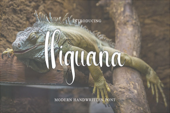 Higuana: A Fresh Script Font for Modern Web Design